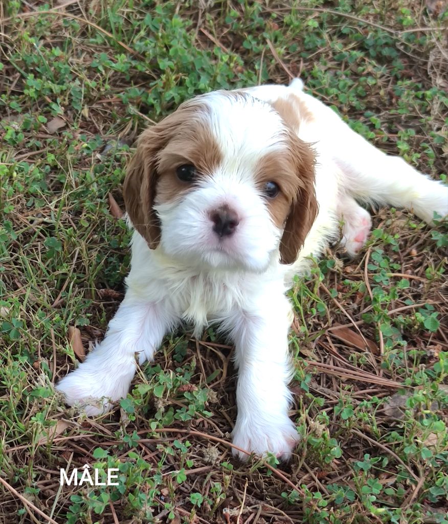 Du grand cassieu - Chiots disponibles - Cavalier King Charles Spaniel