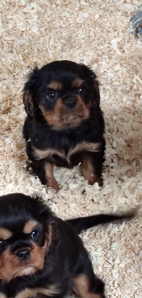 Du grand cassieu - Chiots disponibles - Cavalier King Charles Spaniel