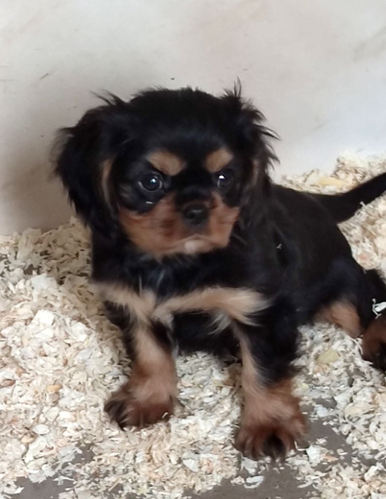 Du grand cassieu - Chiots disponibles - Cavalier King Charles Spaniel