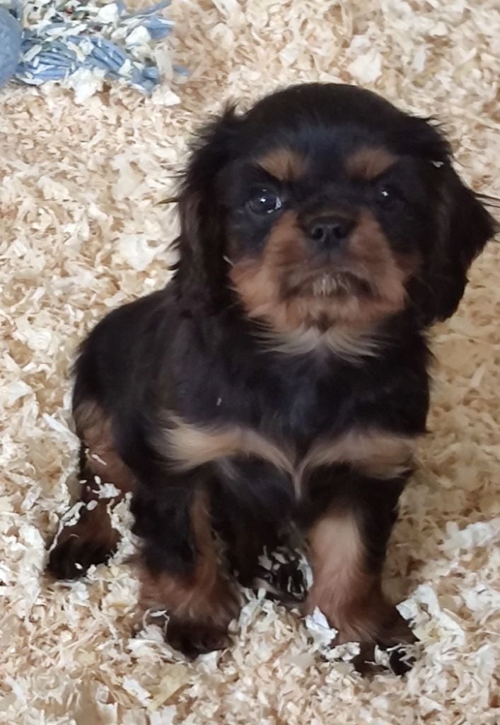 Du grand cassieu - Chiots disponibles - Cavalier King Charles Spaniel