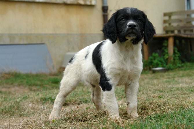 Du fief des kallistos - Nouvelles photos des chiots