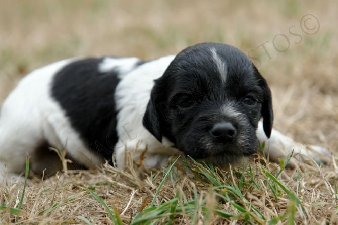 Du fief des kallistos - Nouvelles photos des chiots