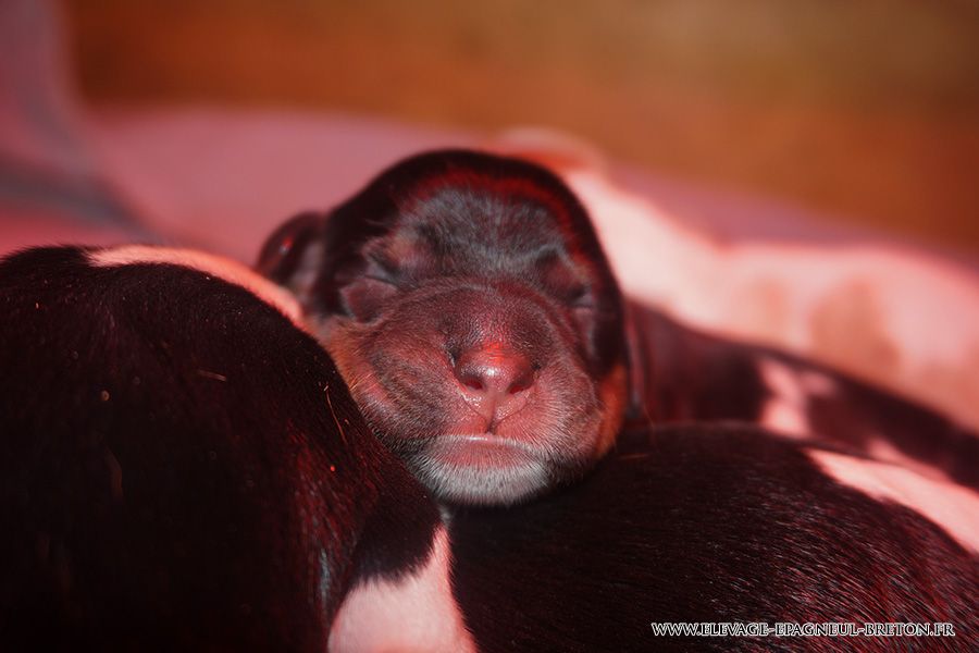 Naissance des chiots de Mynès