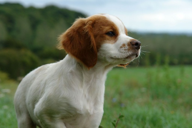 Du fief des kallistos - Nouvelles photos des chiots