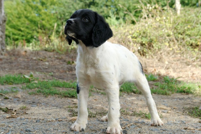 Du fief des kallistos - Chiots Epagneul Breton à 9 semaines