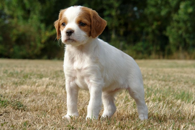 Du fief des kallistos - Nouvelles photos des chiots