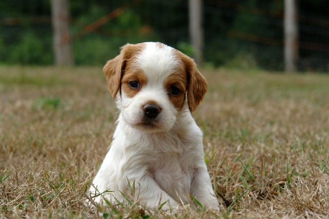 Du fief des kallistos - Nouvelles photos des chiots