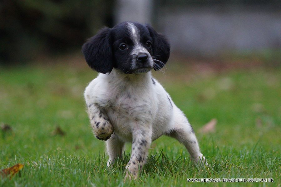 Du fief des kallistos - Chiots disponibles - Epagneul Breton