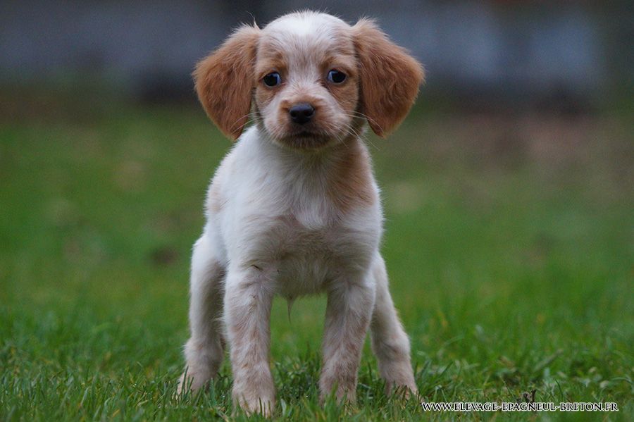 Du fief des kallistos - Chiots disponibles - Epagneul Breton