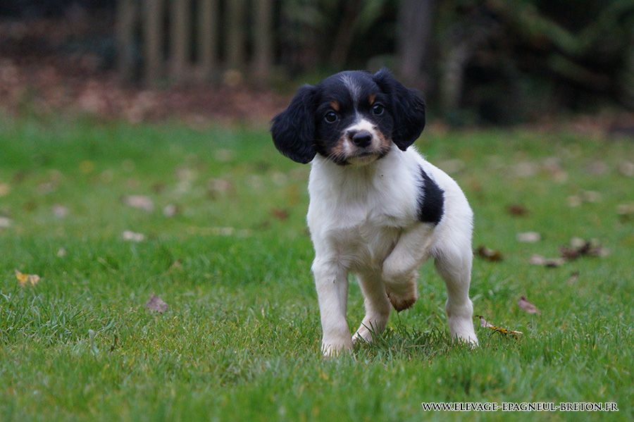 Du fief des kallistos - Chiots disponibles - Epagneul Breton