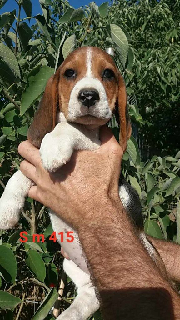 de L'Etang du Catchou - Chiots disponibles - Beagle