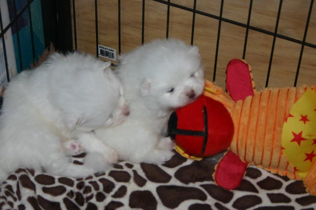 Chiot Spitz allemand Des Fées Du Pays Noir