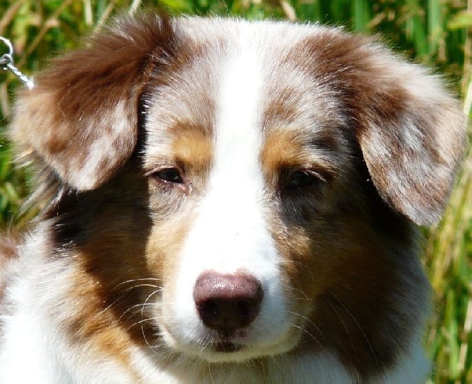 de la Passion d'une Vie - Des chiots rouges à naître dans pour fin sept