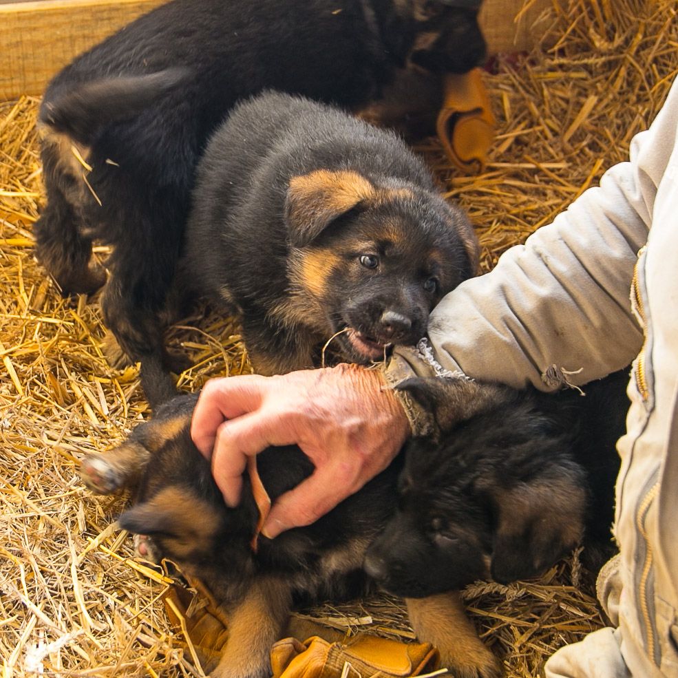 Euskal herria izarra - Chiots disponibles - Berger Allemand