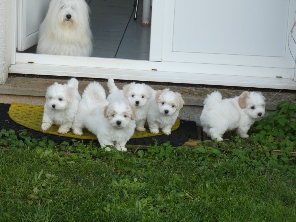 Pillywiggins - Coton de Tulear - Portée née le 05/10/2024