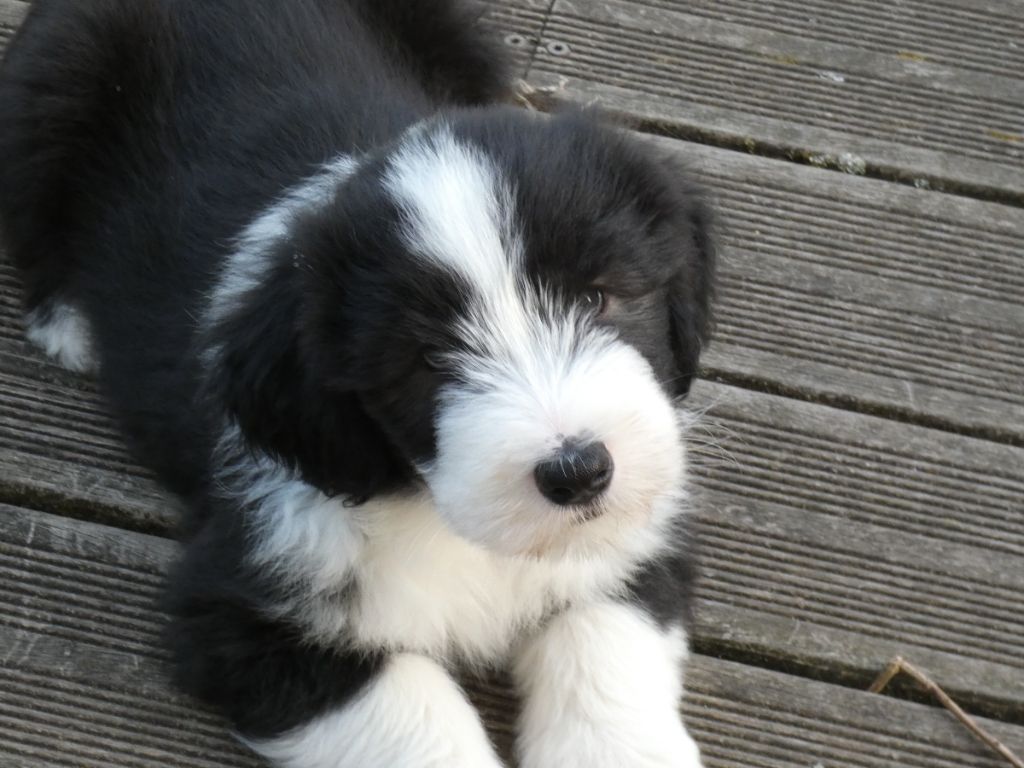 Pillywiggins - Bearded Collie - Portée née le 30/03/2022