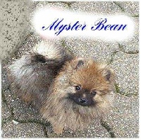 Mystère Bean