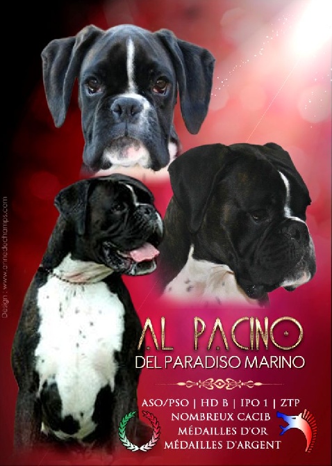 Del paradiso marino - AL PACINO DPM