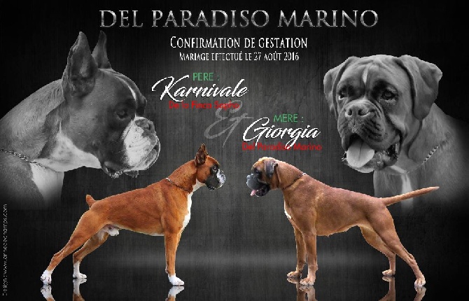 Actualité - Elevage Del paradiso marino - eleveur de chiens Boxer