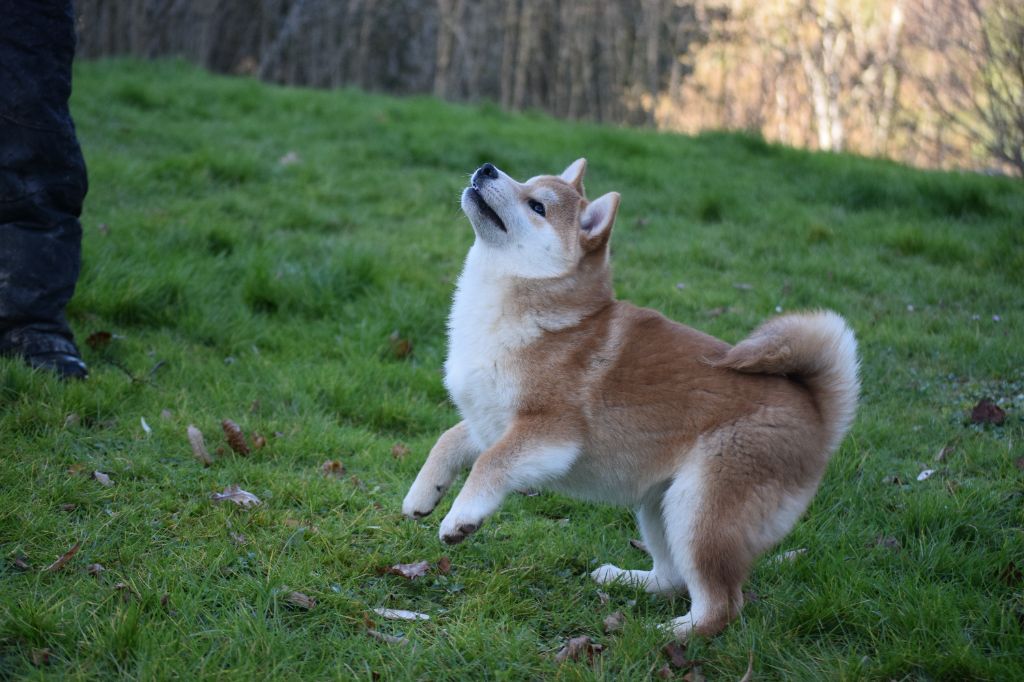 Thud and cuddles - Chiots disponibles - Shiba