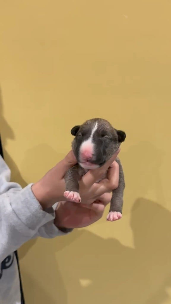 Thud and cuddles - Chiots disponibles - Bull Terrier