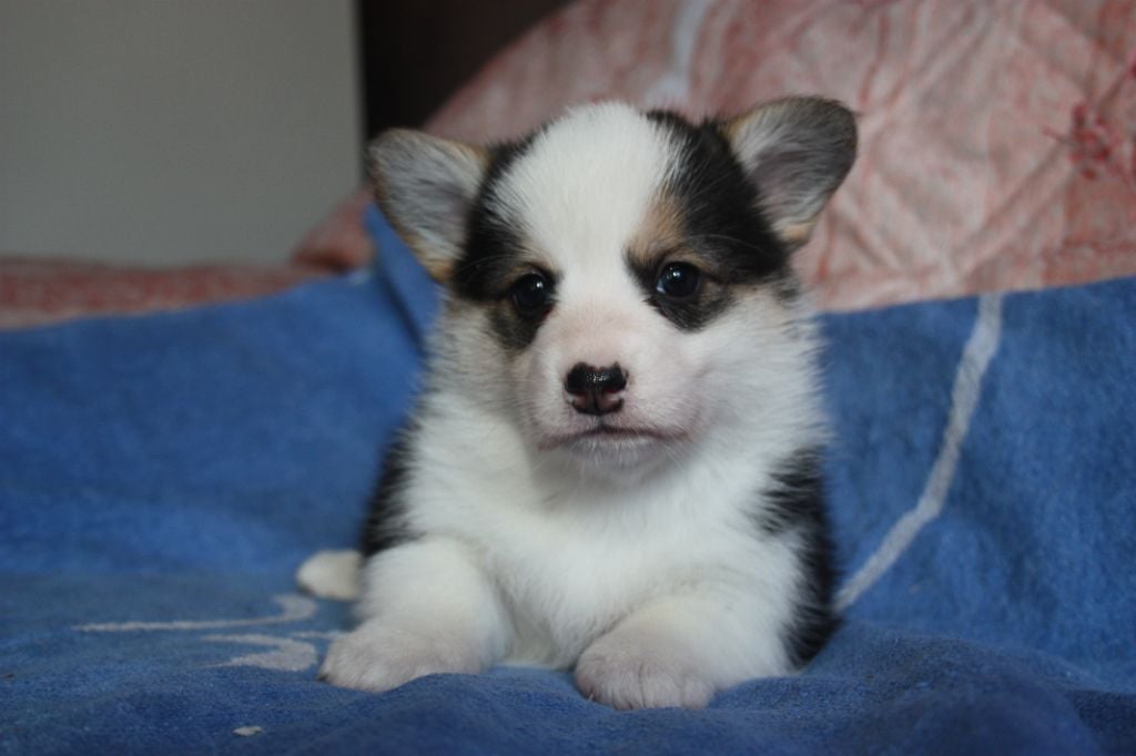 du Domaine D'Arinella Bianca - Chiots disponibles - Welsh Corgi Pembroke