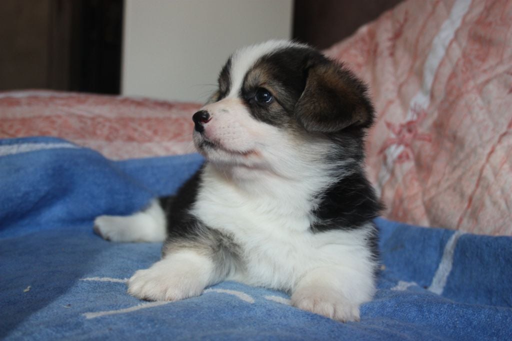 du Domaine D'Arinella Bianca - Chiots disponibles - Welsh Corgi Pembroke