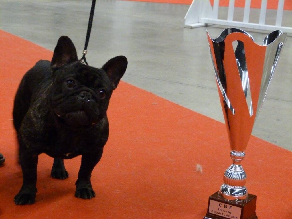 des sables de sarry - CACS CACIB PARIS DOG SHOW 