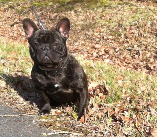 des sables de sarry - CACS CACIB BOURGES