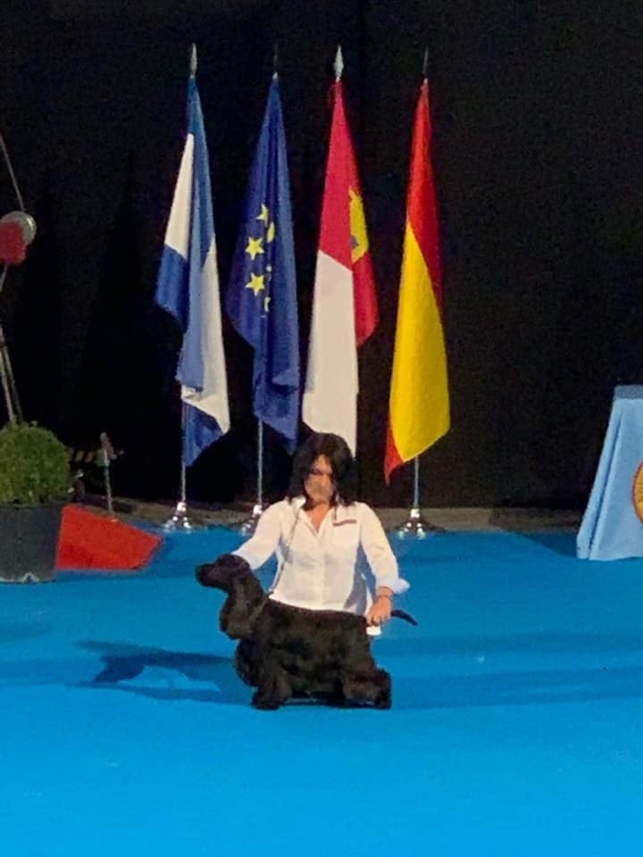 Mèden Âgan - BRADLEY REMPORTE LE GROUPE A L'exposition de Championnat TALAVERA 2019