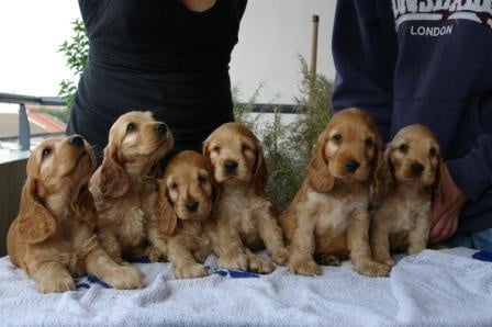 Chiot Cocker Spaniel Anglais Mèden Âgan