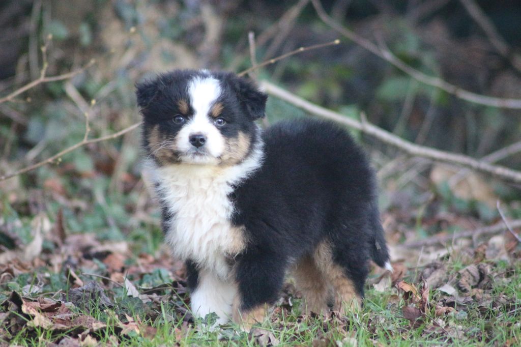 des Gardiens d'Hadès - Chiots disponibles - Berger Australien