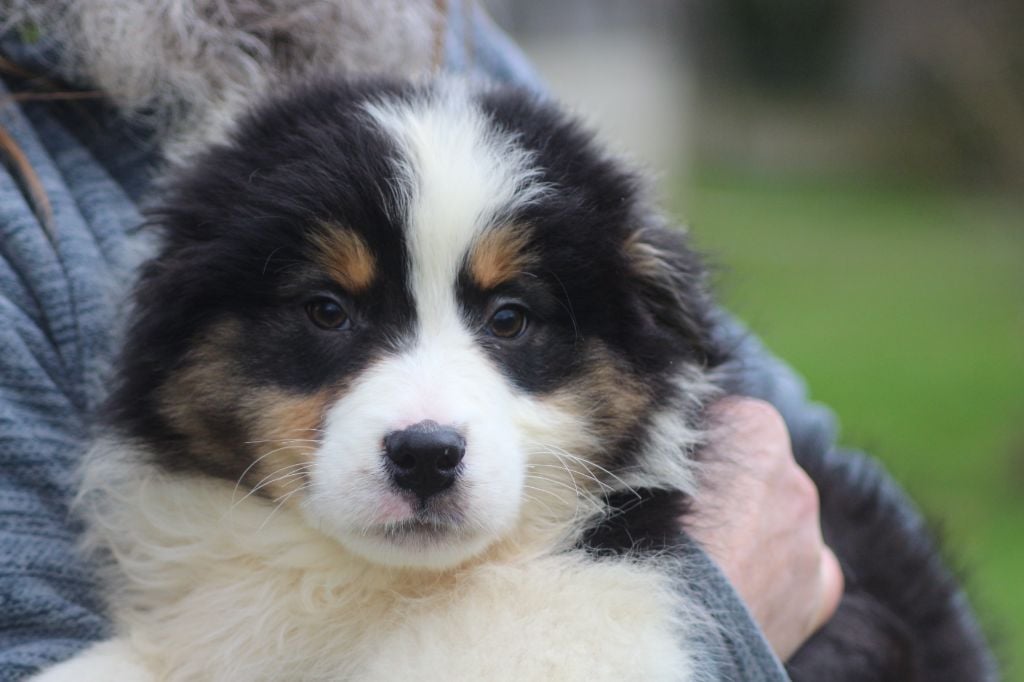 des Gardiens d'Hadès - Chiots disponibles - Berger Australien