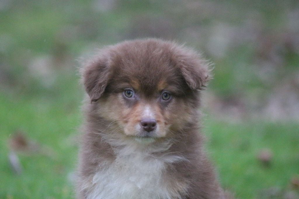 des Gardiens d'Hadès - Chiots disponibles - Berger Australien