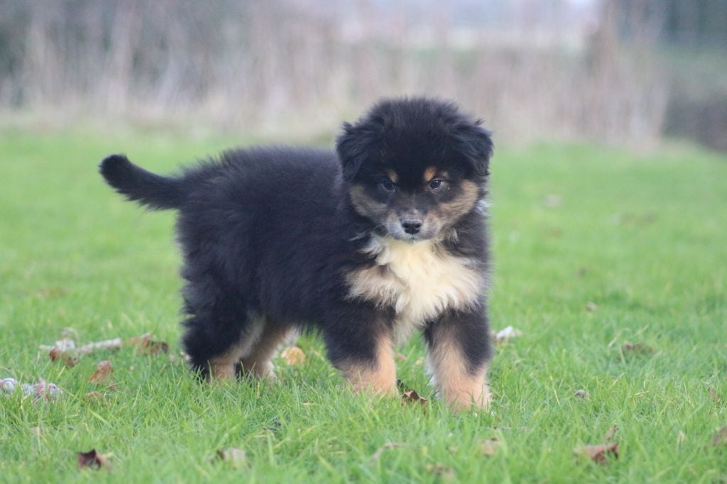 des Gardiens d'Hadès - Chiots disponibles - Berger Australien