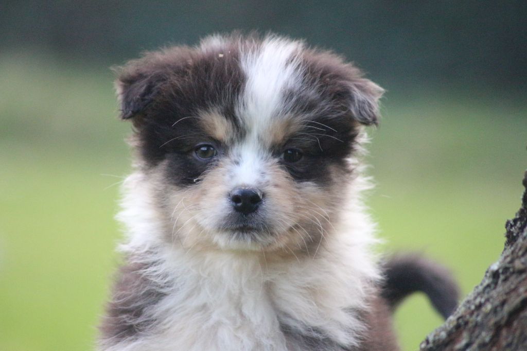 des Gardiens d'Hadès - Chiots disponibles - Berger Australien