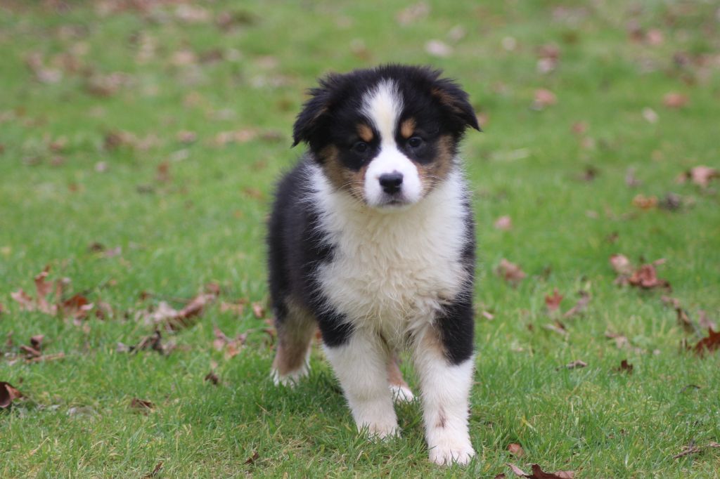 des Gardiens d'Hadès - Chiots disponibles - Berger Australien