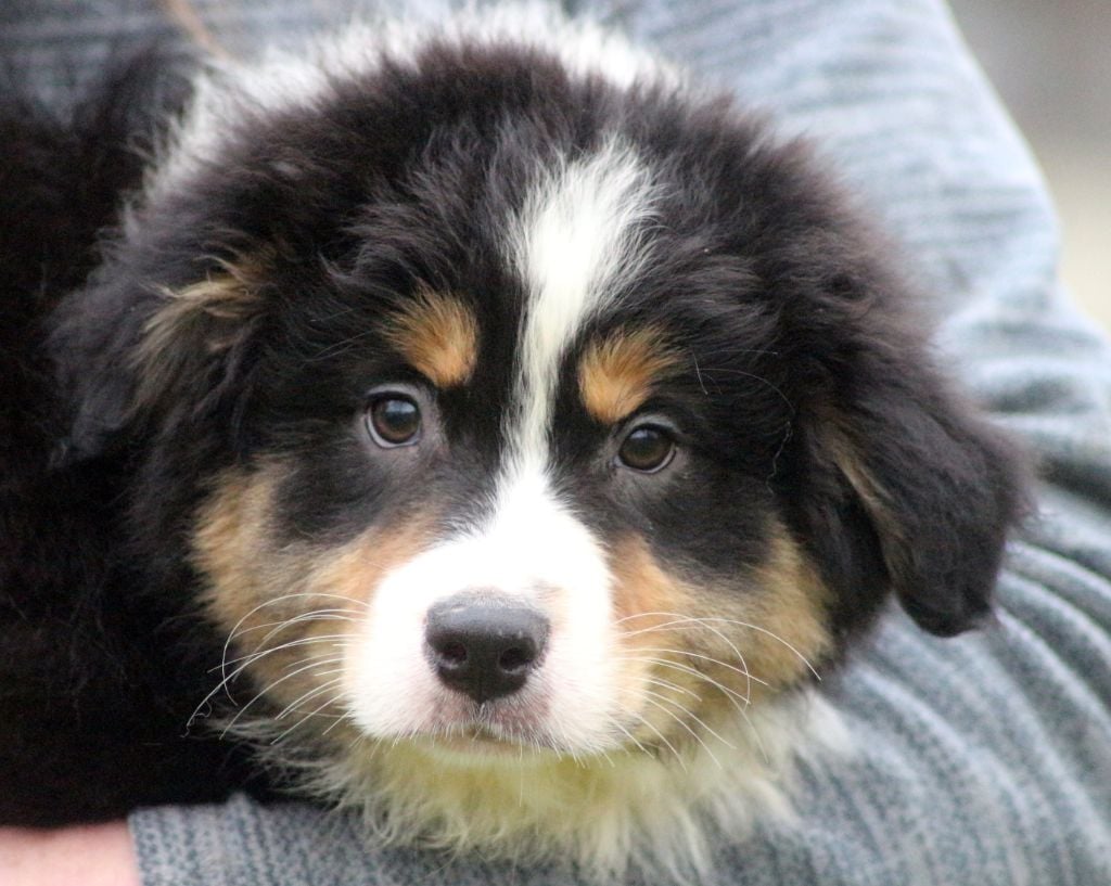 des Gardiens d'Hadès - Chiots disponibles - Berger Australien