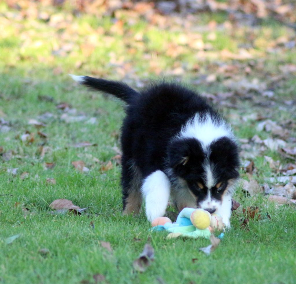 des Gardiens d'Hadès - Chiots disponibles - Berger Australien