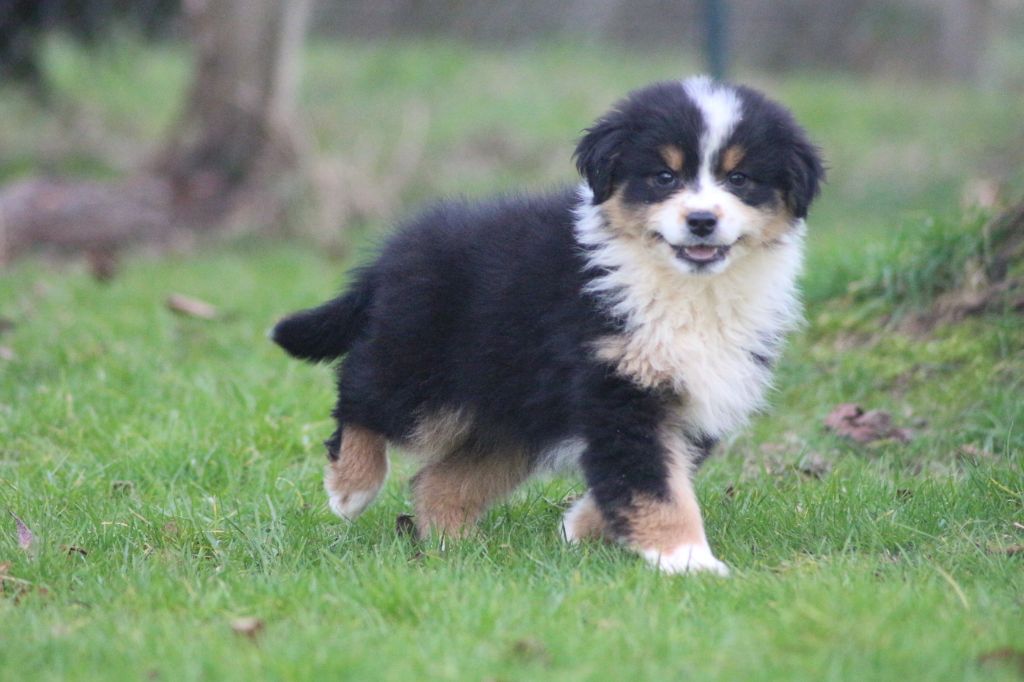 des Gardiens d'Hadès - Chiots disponibles - Berger Australien