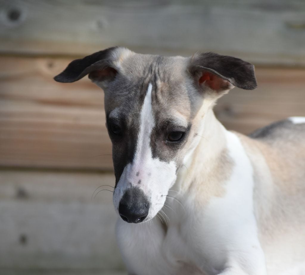 des Gardiens d'Hadès - Chiots disponibles - Whippet