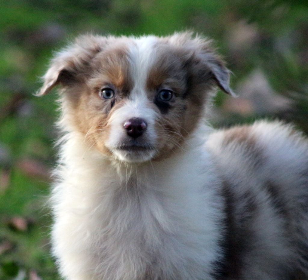 des Gardiens d'Hadès - Chiots disponibles - Berger Australien