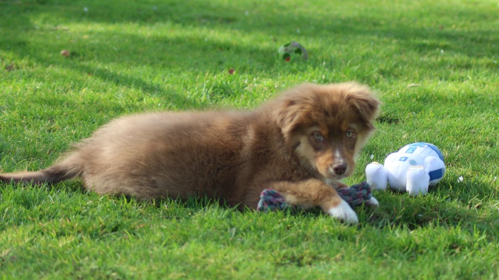 des Gardiens d'Hadès - Chiots disponibles - Berger Australien