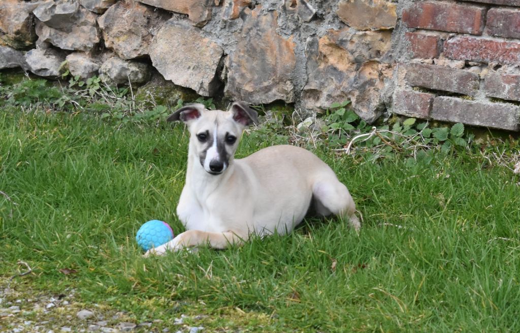 des Gardiens d'Hadès - Chiots disponibles - Whippet