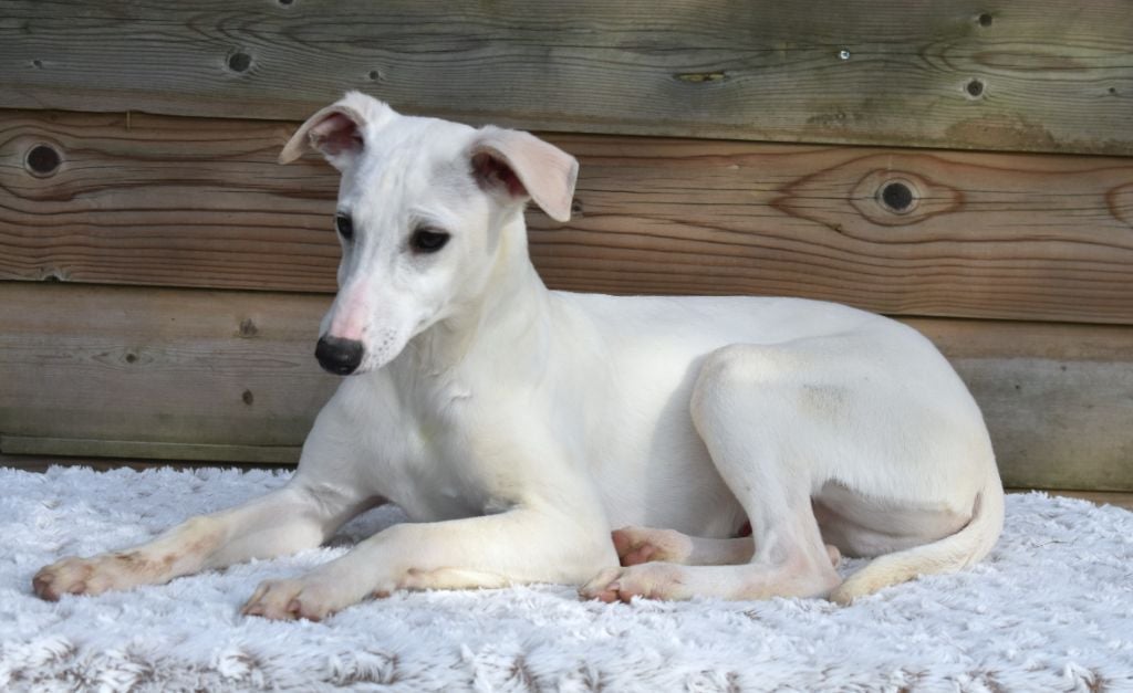 des Gardiens d'Hadès - Chiots disponibles - Whippet