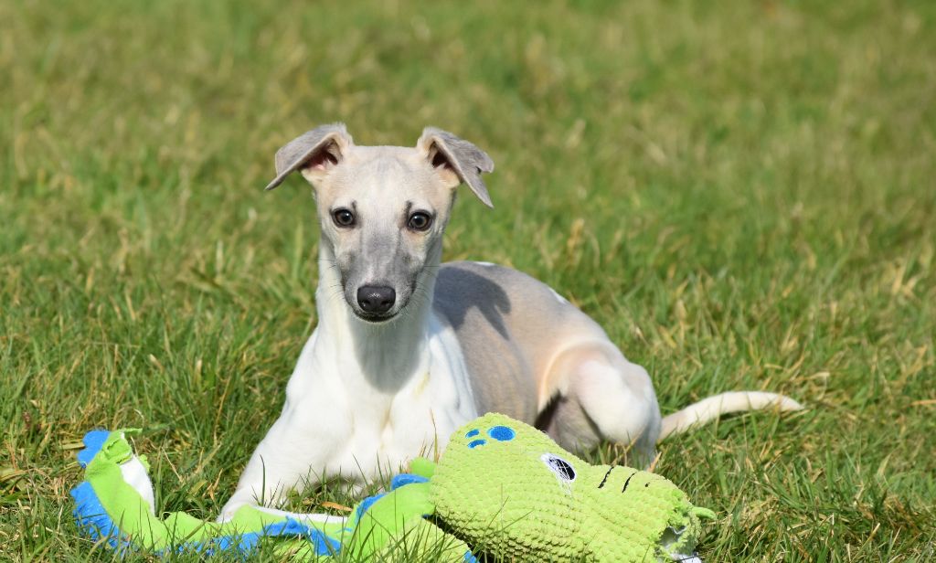 des Gardiens d'Hadès - Chiots disponibles - Whippet