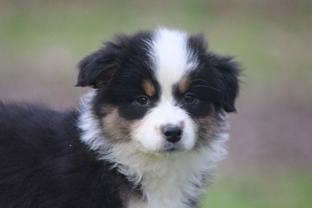 des Gardiens d'Hadès - Chiots disponibles - Berger Australien