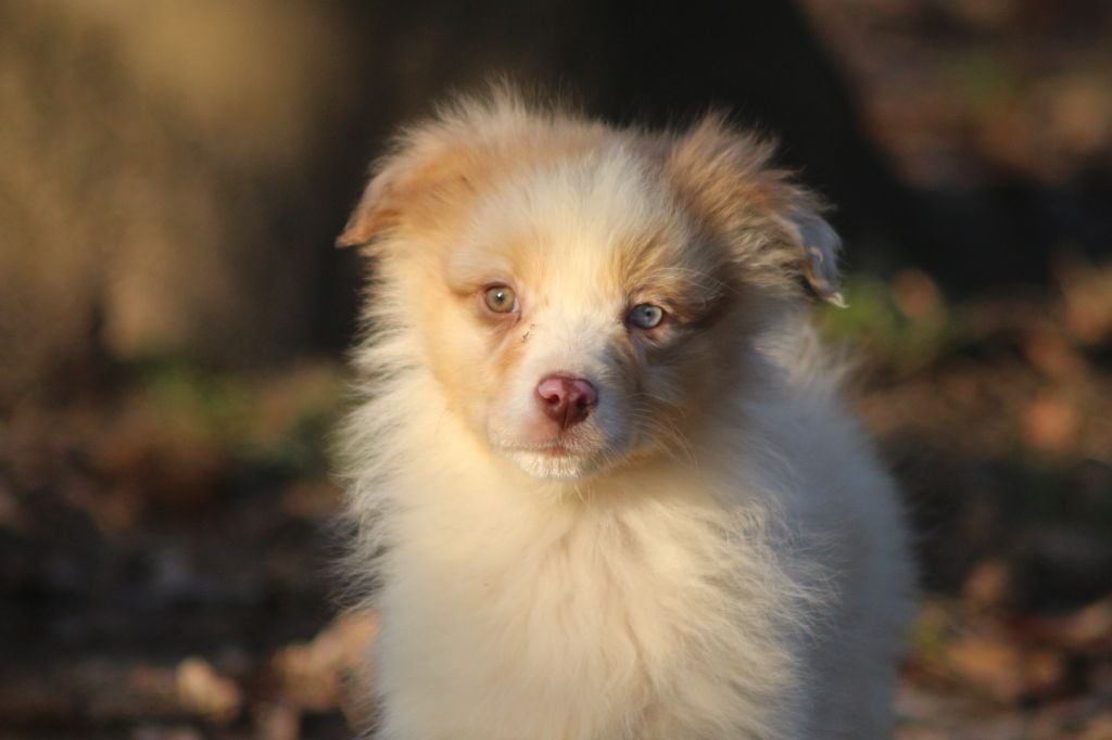 des Gardiens d'Hadès - Chiots disponibles - Berger Australien