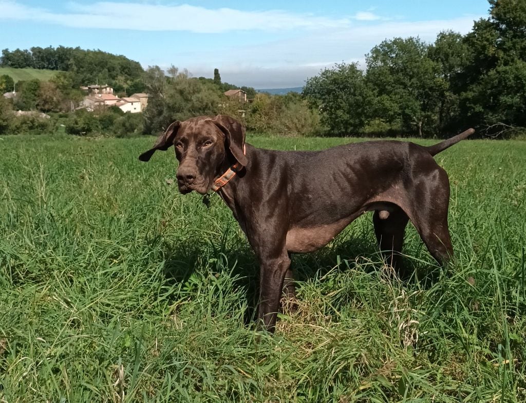 du domaine du framire - U'BALOU (Onyx/Patton du Défends de Cabasson) EN EXPO A PERPIGNAN