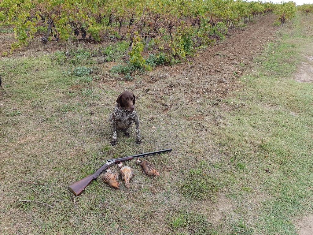 du domaine du framire - CHASSE A L'ANCIENNE AVEC IODA (Guiness/Capitan des Ribes de Malaurie